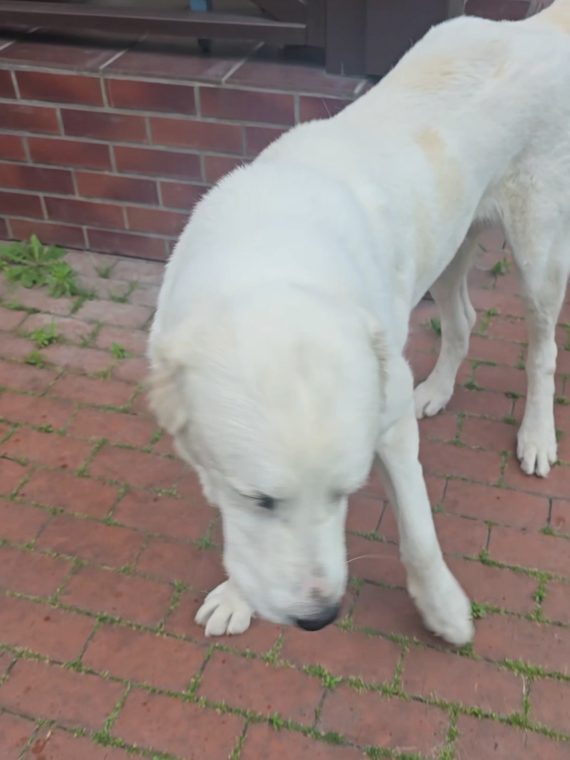 @ABELHAYATKENNEL