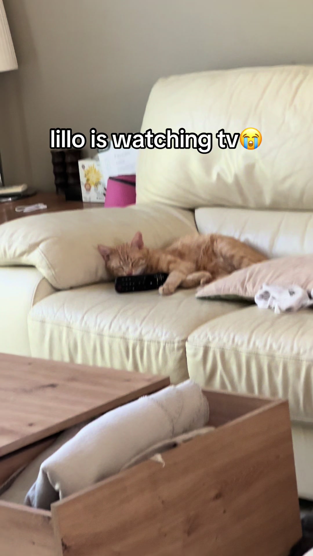 @lillo🐱🐈🐾