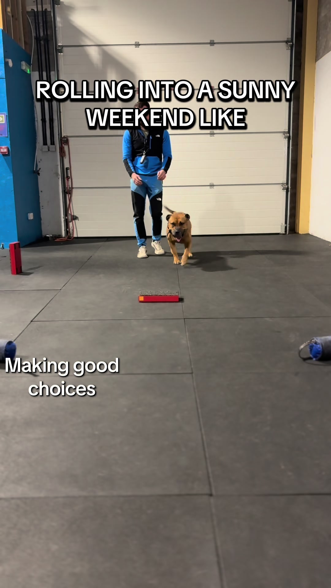 @Michael || Dog Trainer