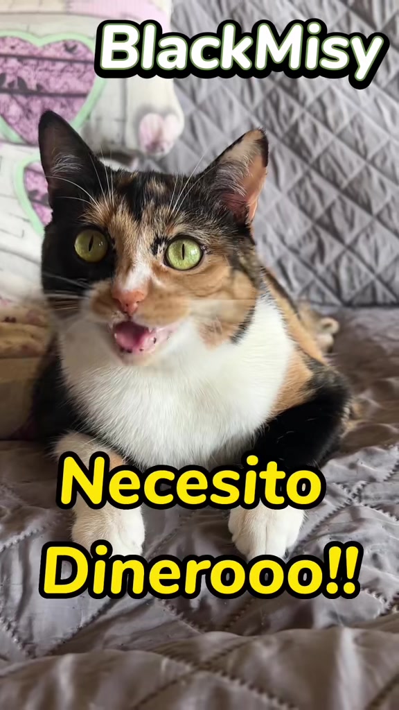 @BlackMisy