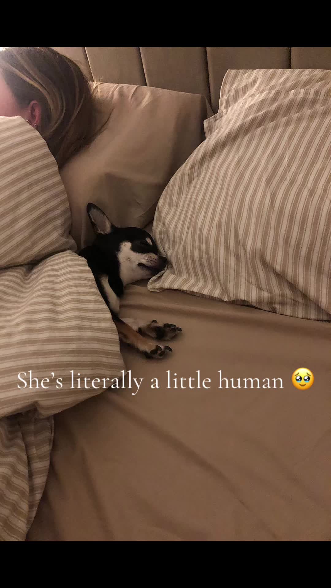 @Coco_bean🐾