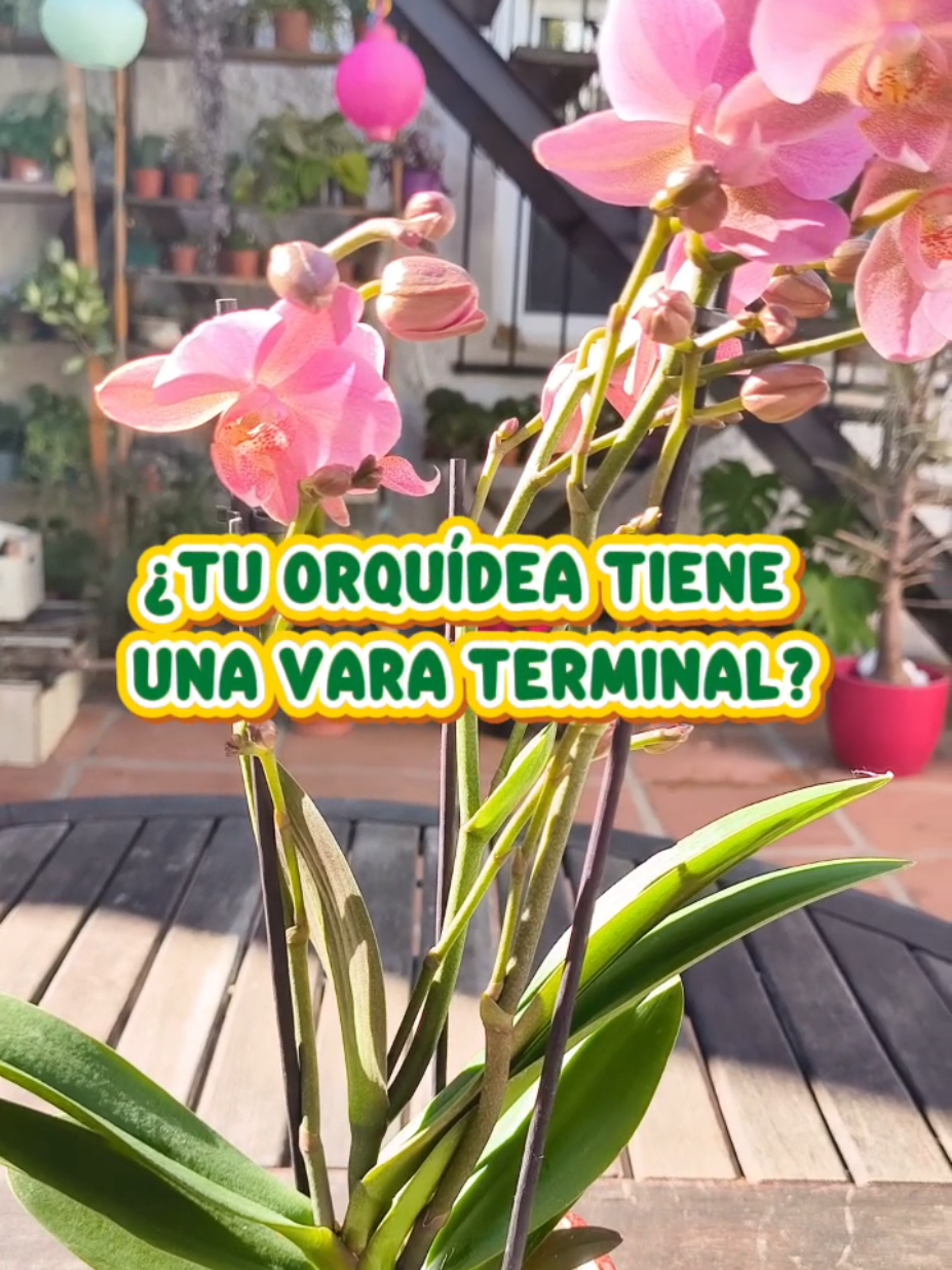 @𝑴𝒊 𝒑𝒂𝒕𝒊𝒐𝒉𝒖𝒆𝒓𝒕𝒐
