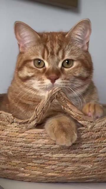 @🐈Luíza🐈⬛