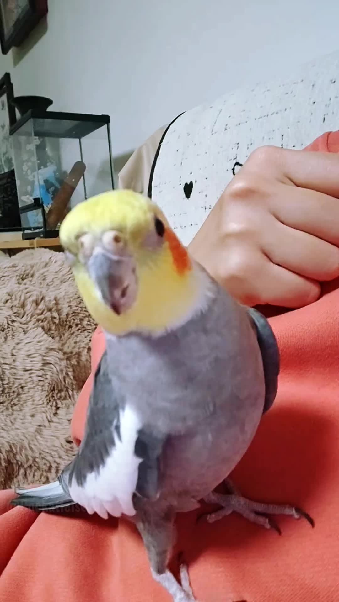 @Cockatiels Craze