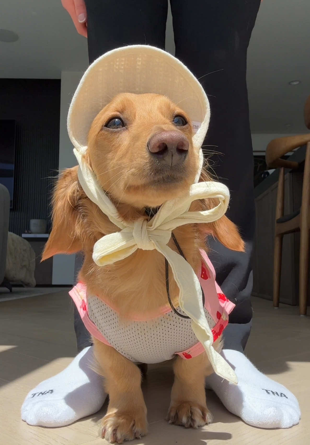 @cashewdachshund