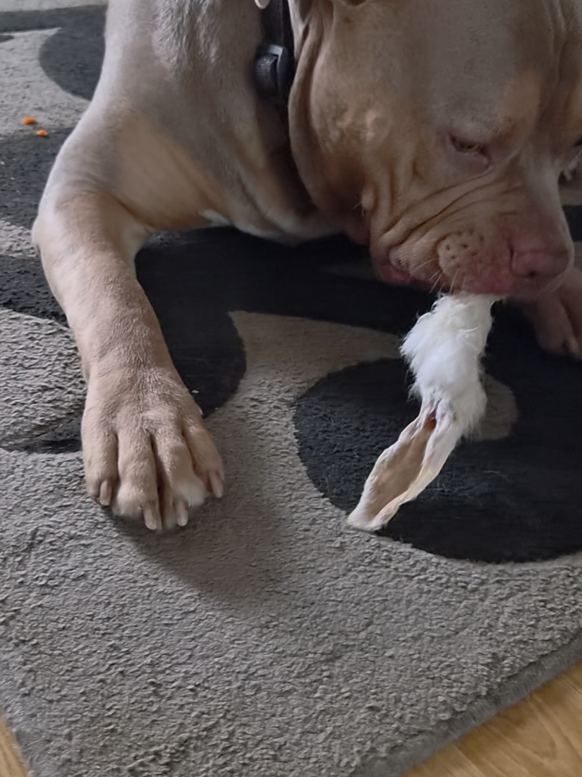@Kyza And Ellie Bully Dogs 🐾🐾