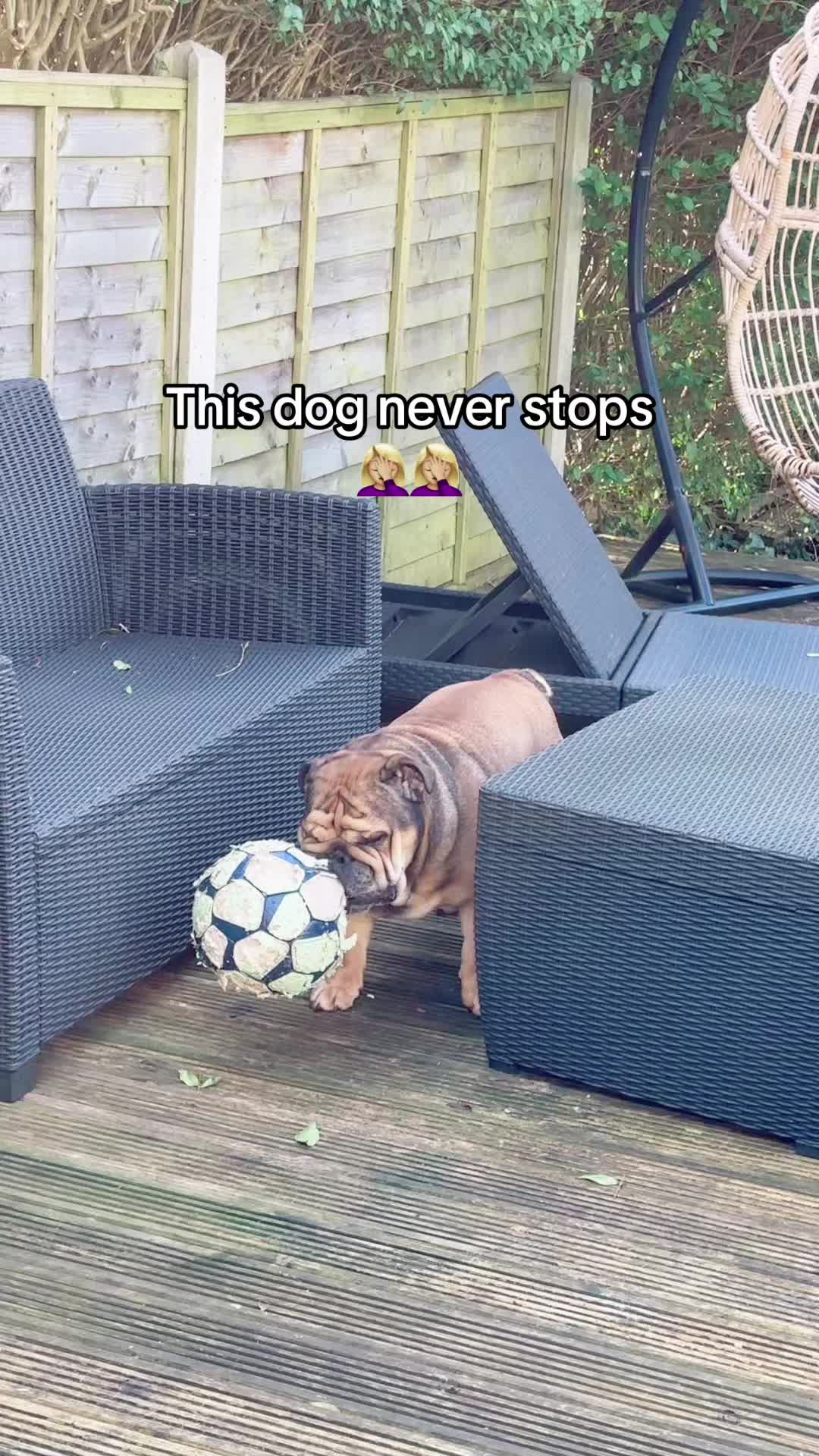 @Cooper the bulldog