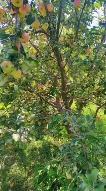 @جنتى
