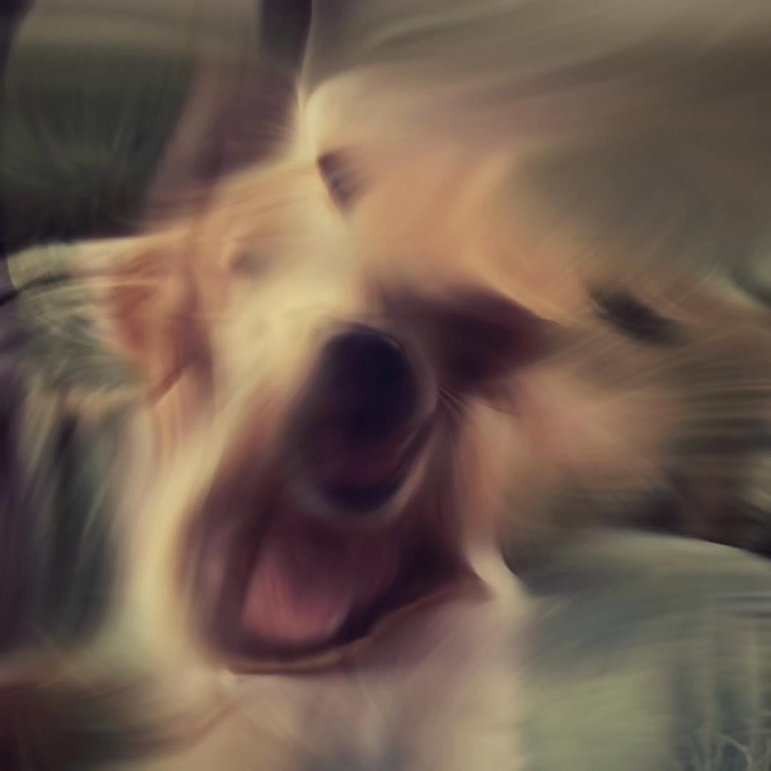 @I love golden retriever twice