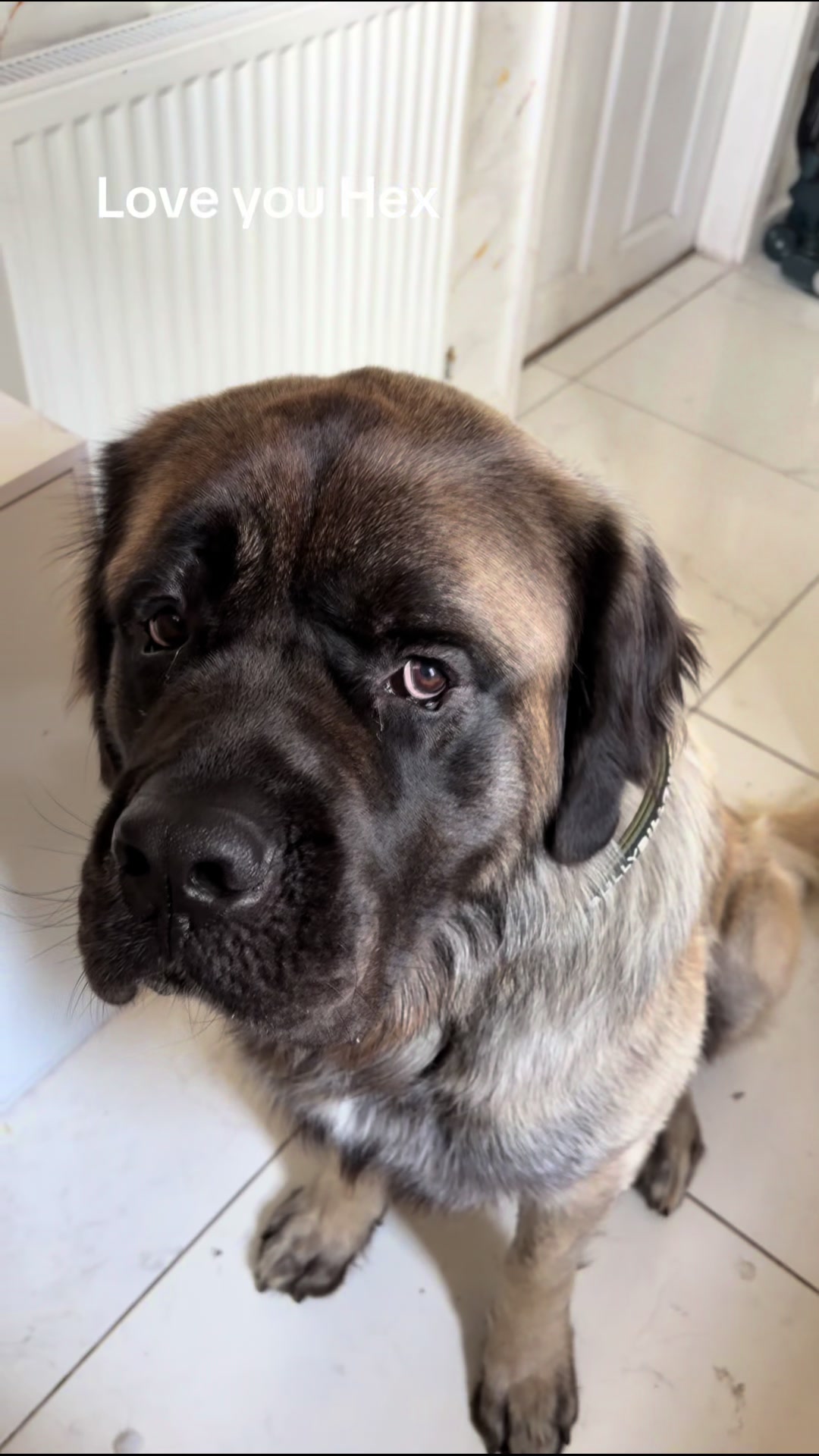 @💕Sara💕 SpartanMastiffs💕