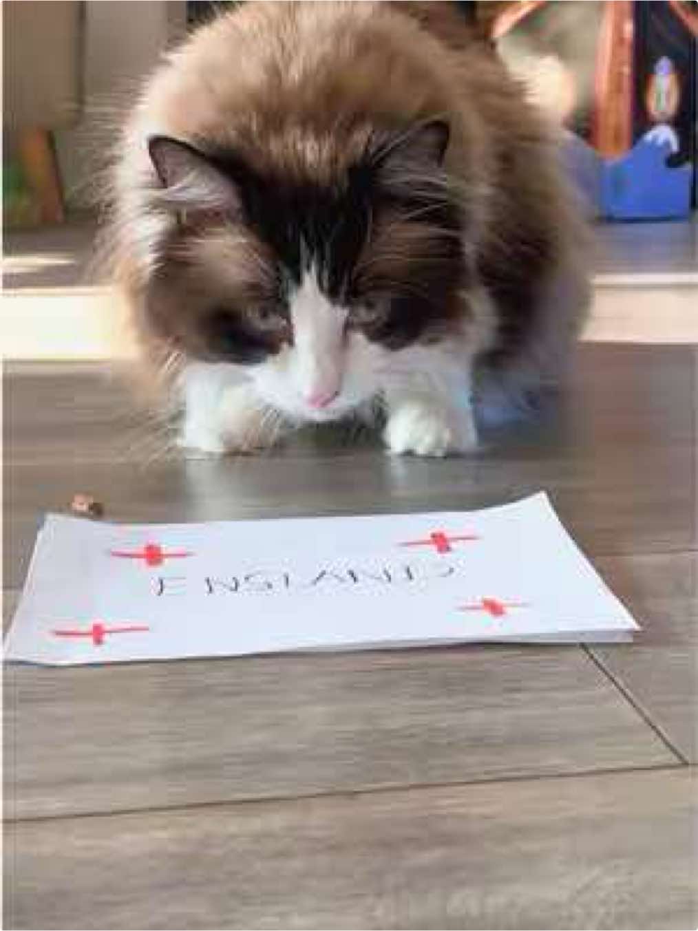 @Ted the ragdoll cat 🐾