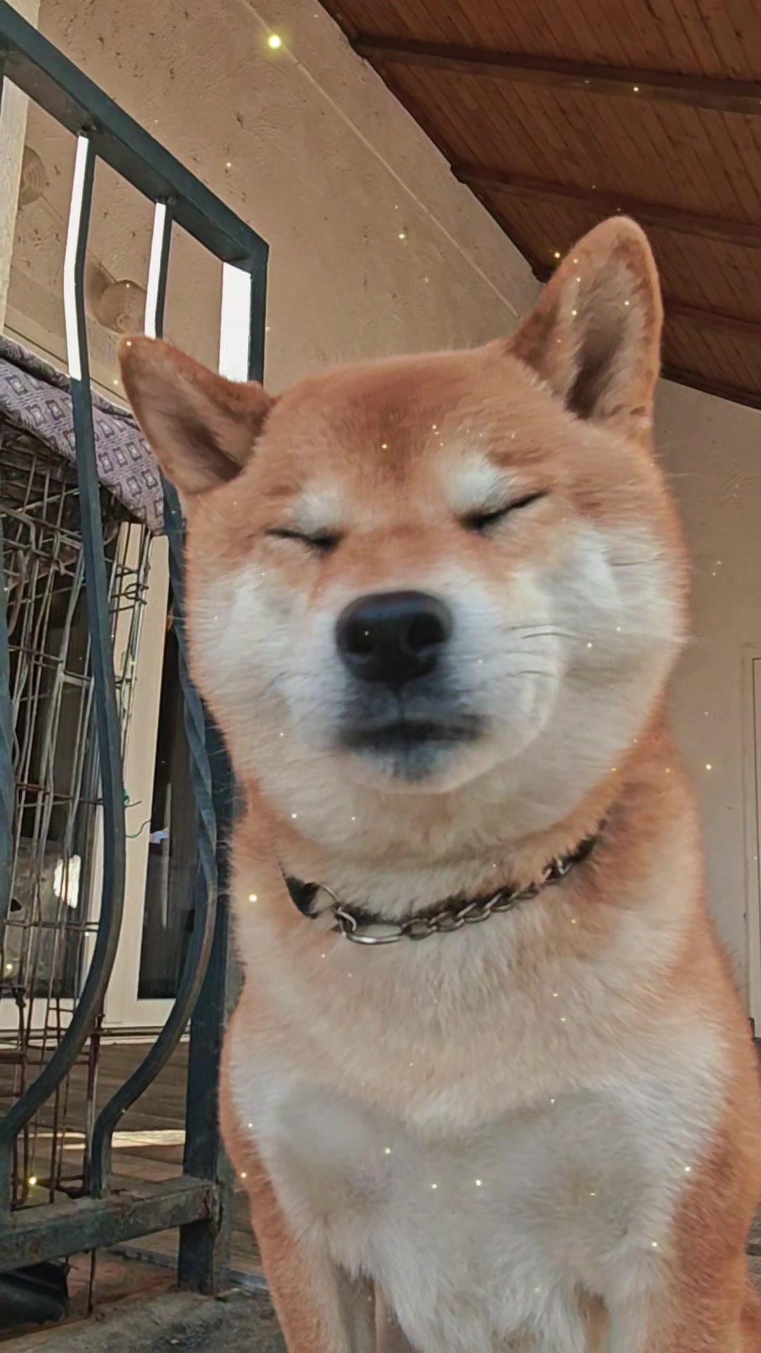 @Spirit of Asia Kennel