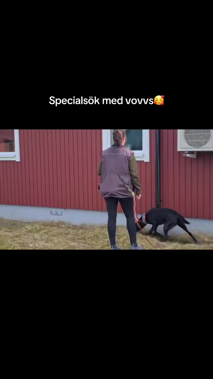@dutch_lab_stories