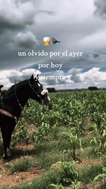 @morfeo 🐦⬛🏇🌾
