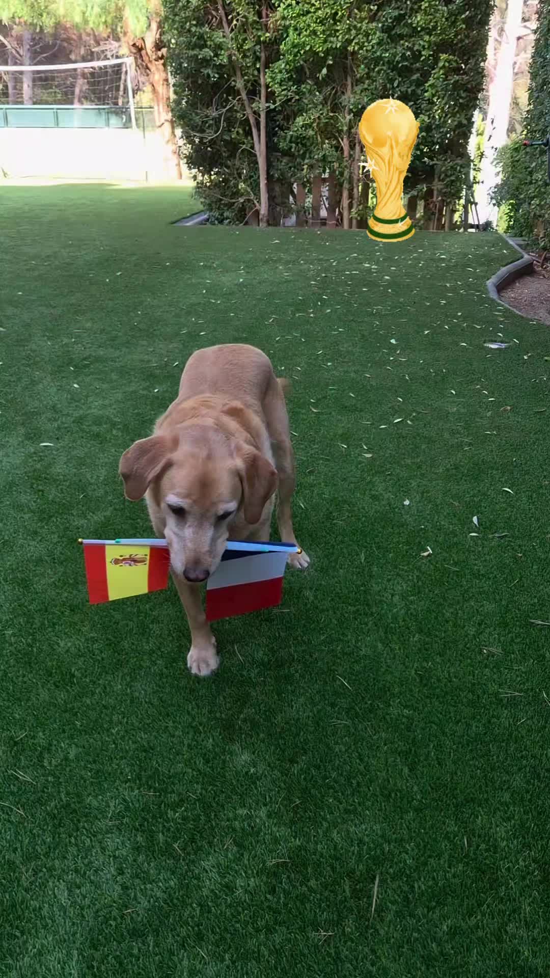 @MessiPaws