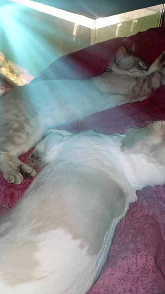 @çamur