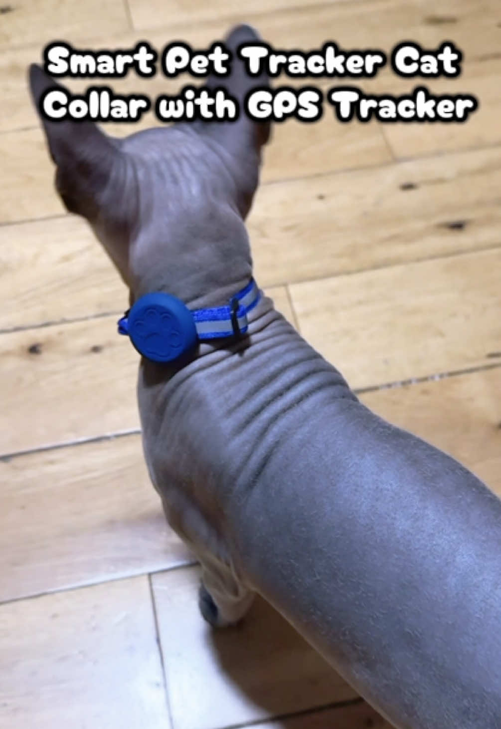 @Paul & Sphynx Pixel