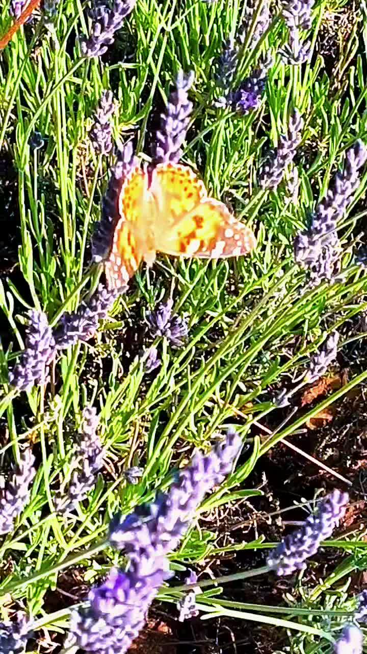 @salud62🦋✨🦋