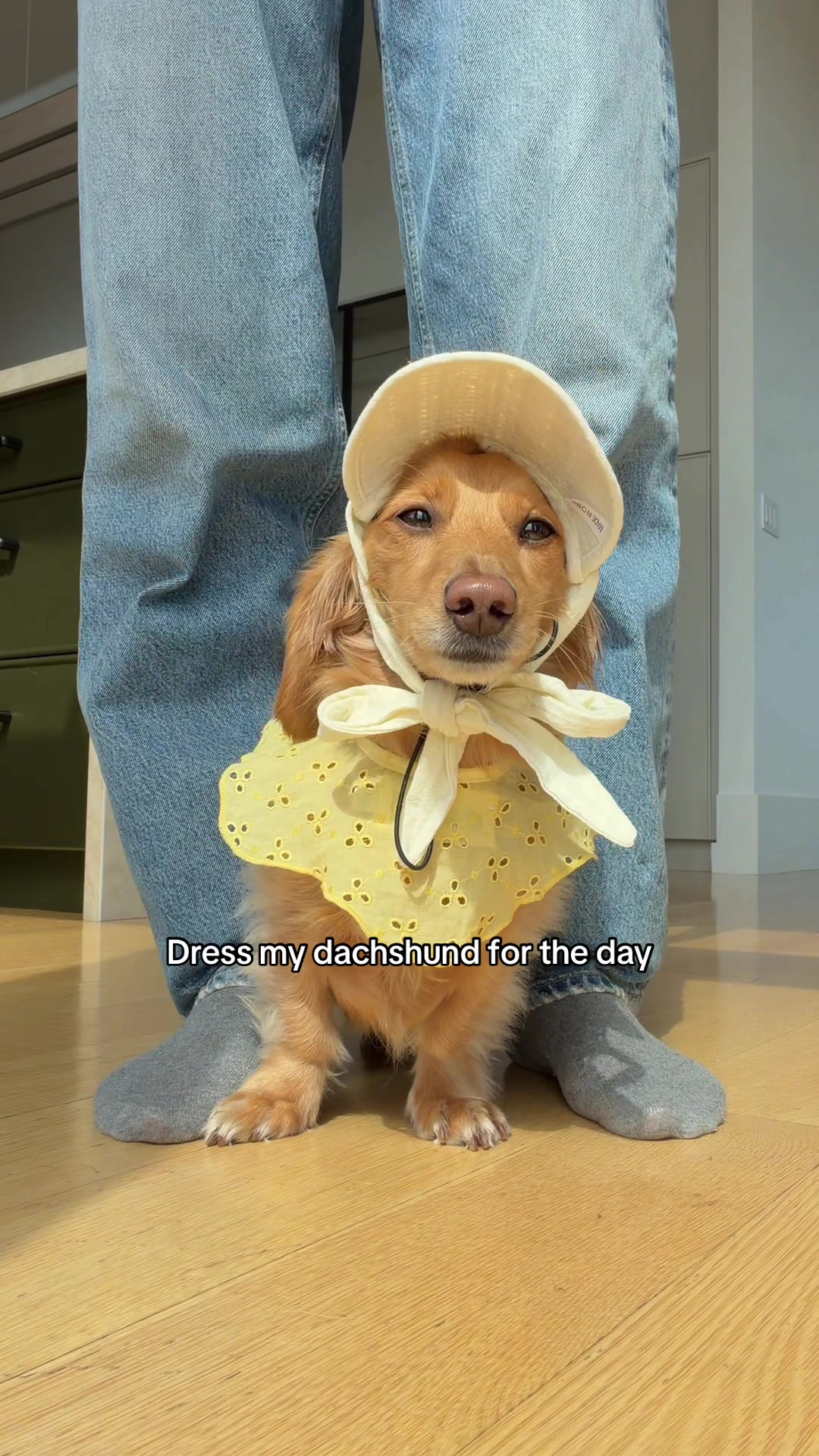 @cashewdachshund