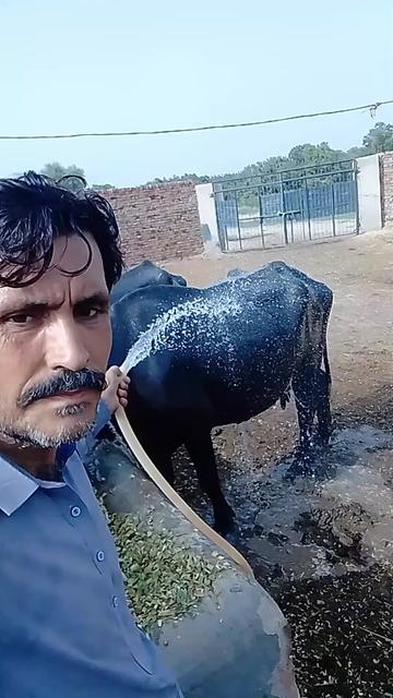@zafar Iqbal hajana PTI 804
