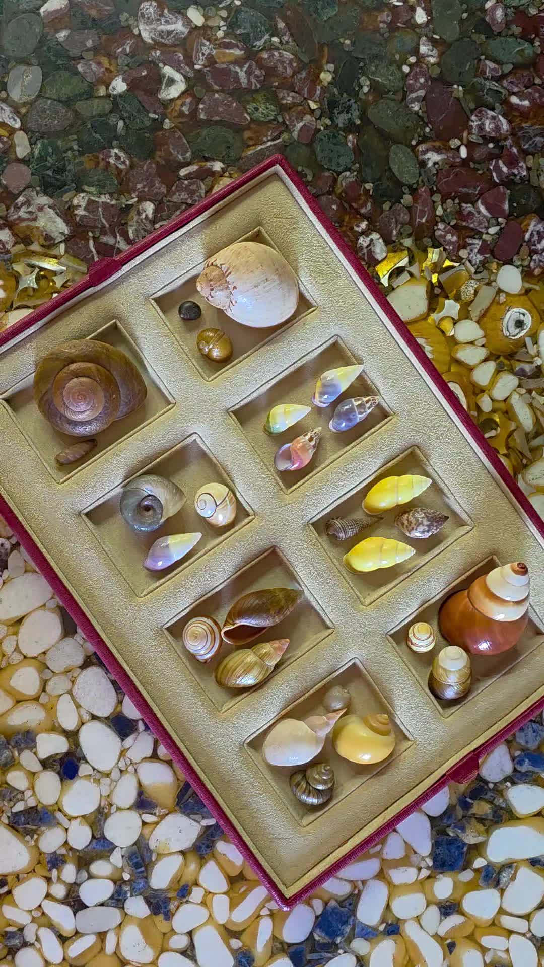 @Paris Shells Shop
