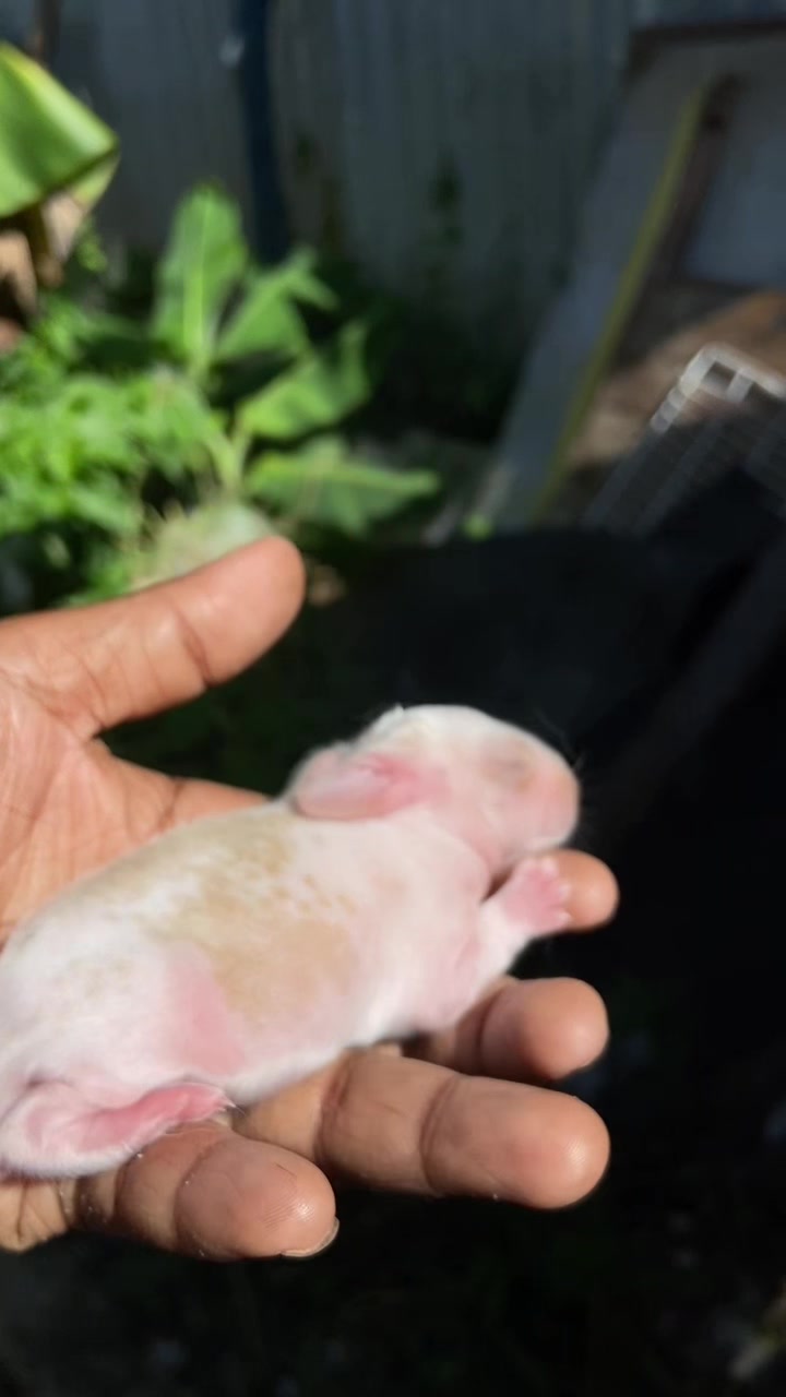 @HappyHoppersRabbitry