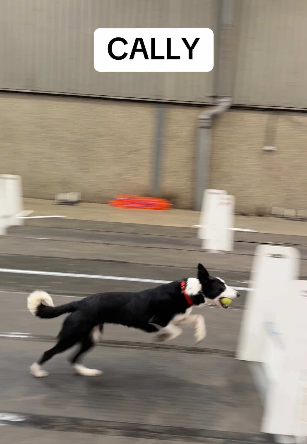 @Pawsitivity Flyball Team
