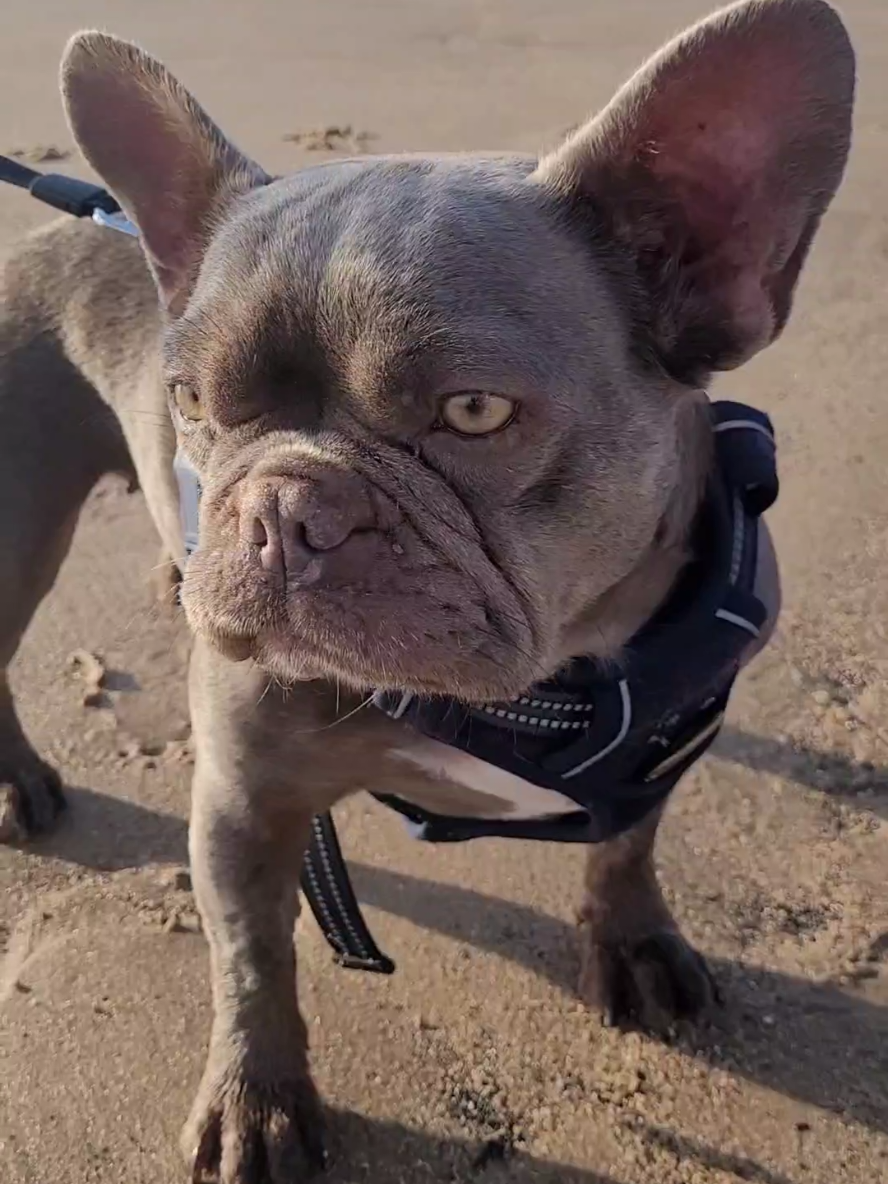 @Dog Stuff 🐕