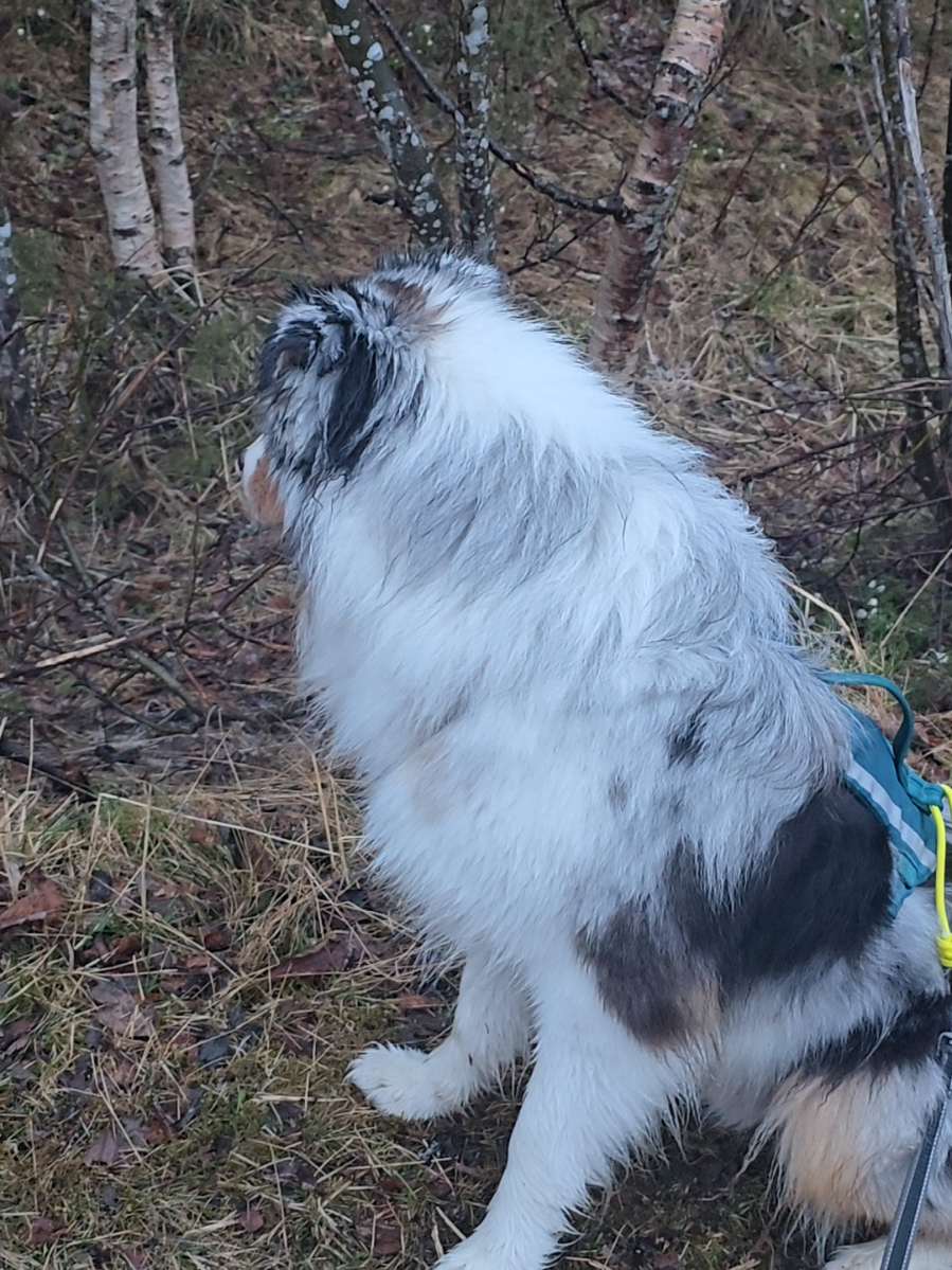 @mr.montytheaussie