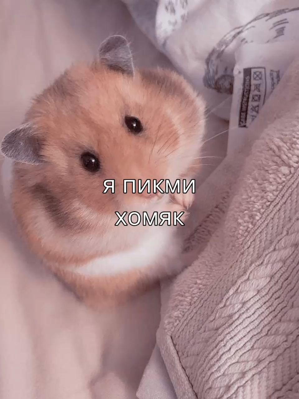 @plplpl