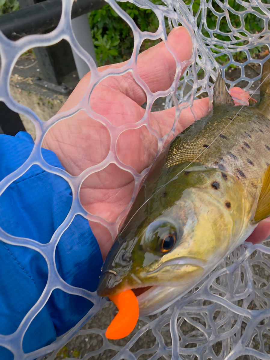 @BF Angler