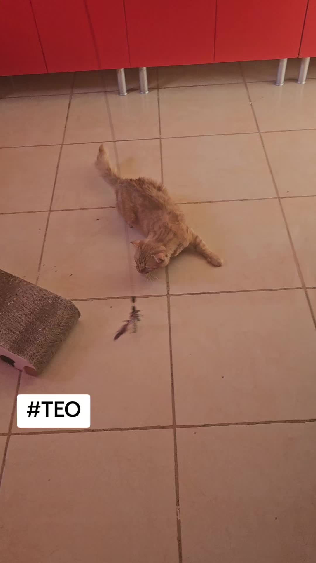 @SOS FELINA TENERIFE