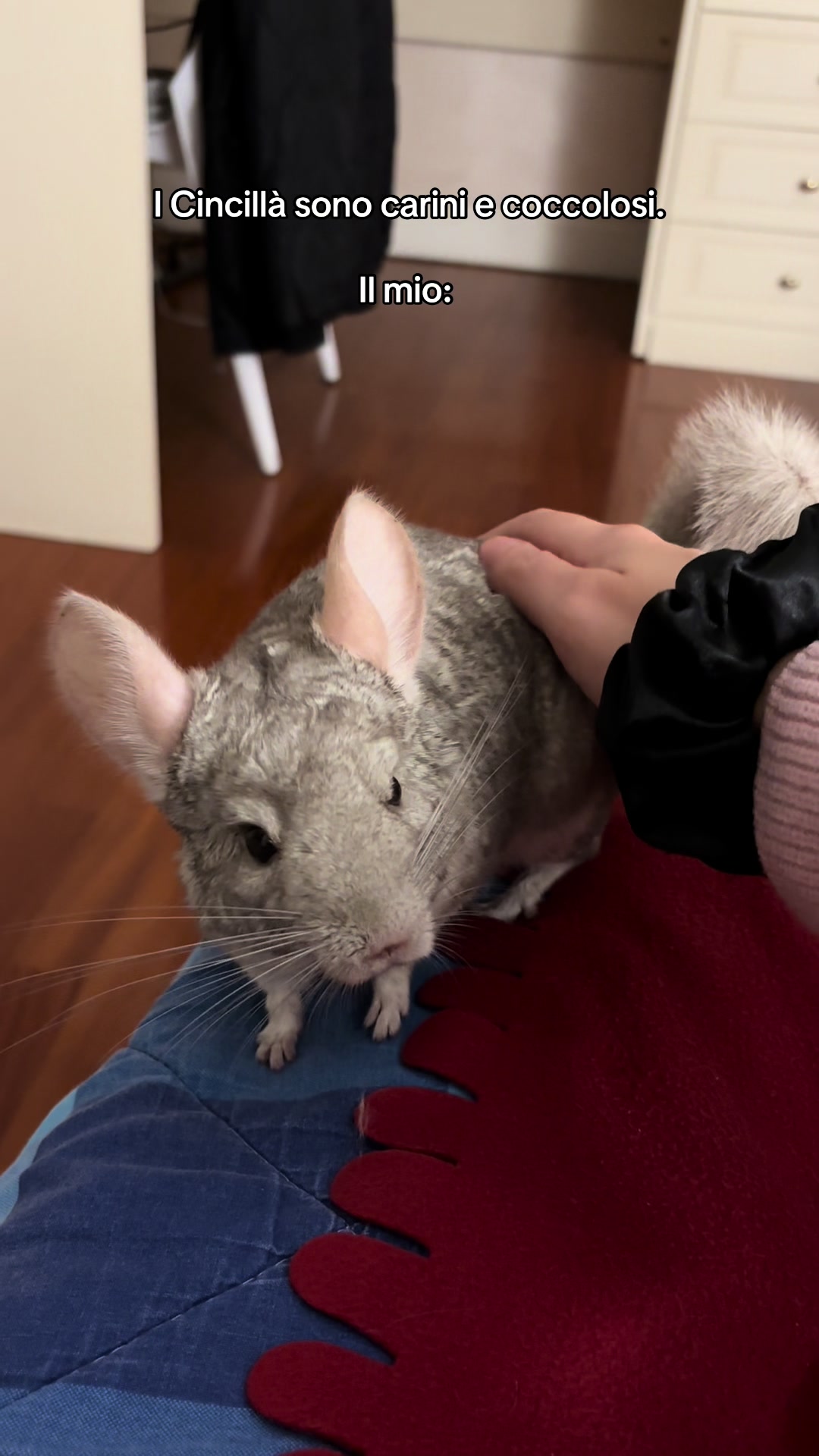 @AlbiTheCinci🐭