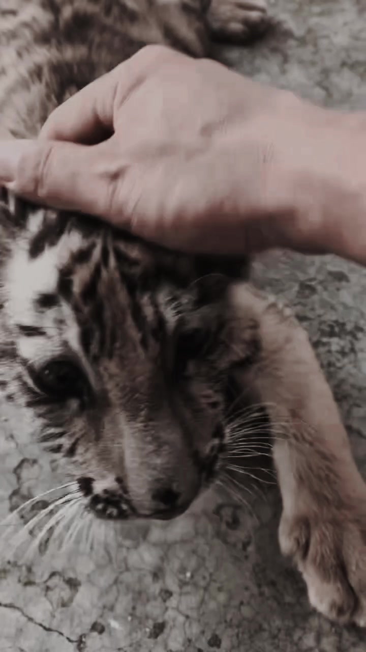 @網上動物