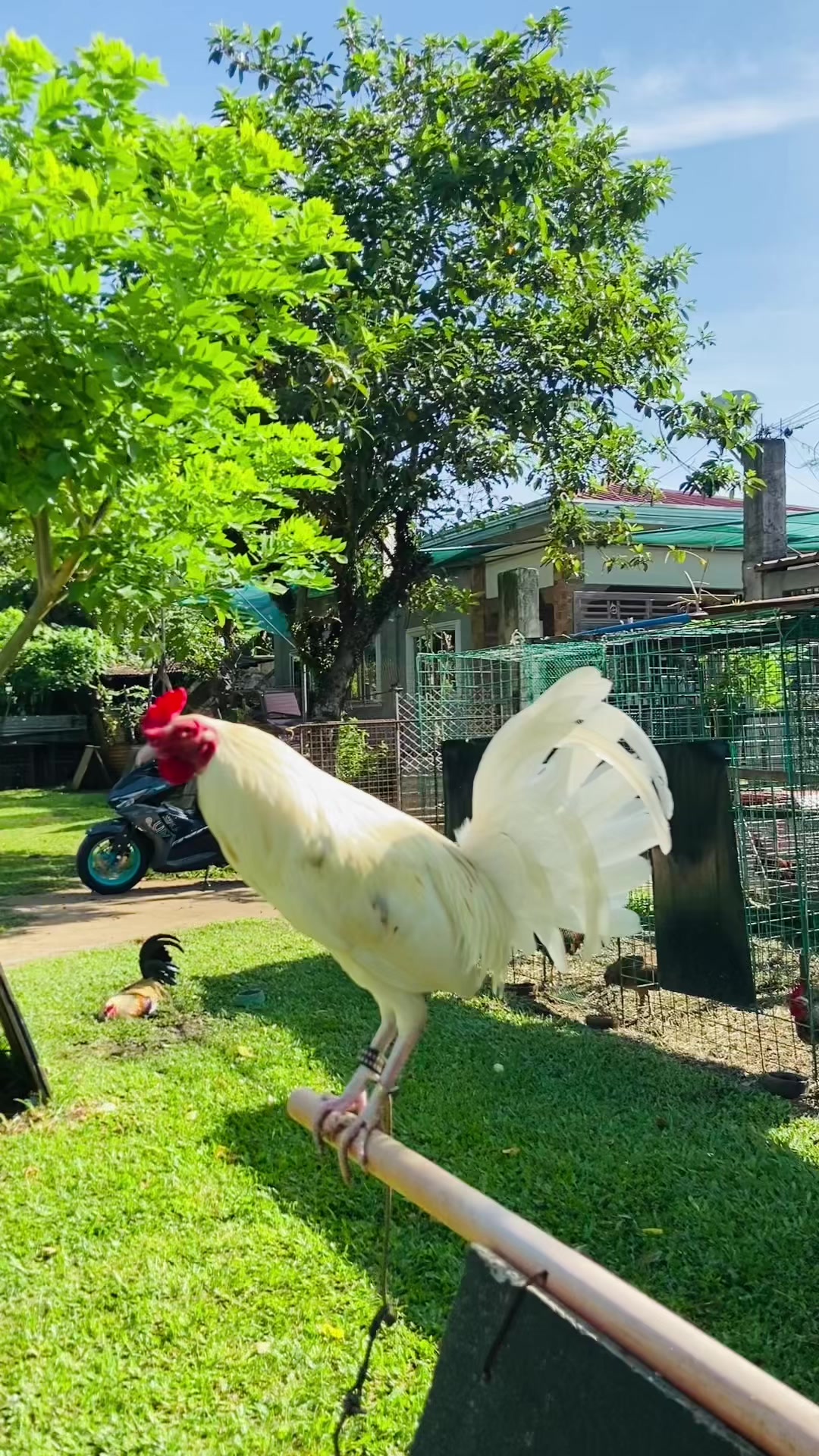 @Superline Gamefarm