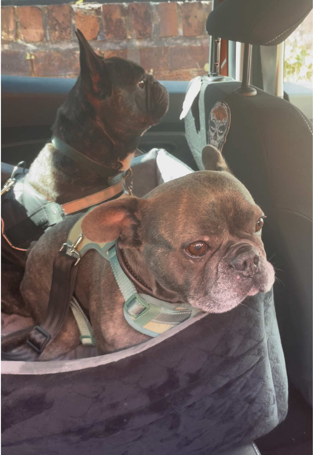 @Mad Hol, Oz & Zeus ❤️