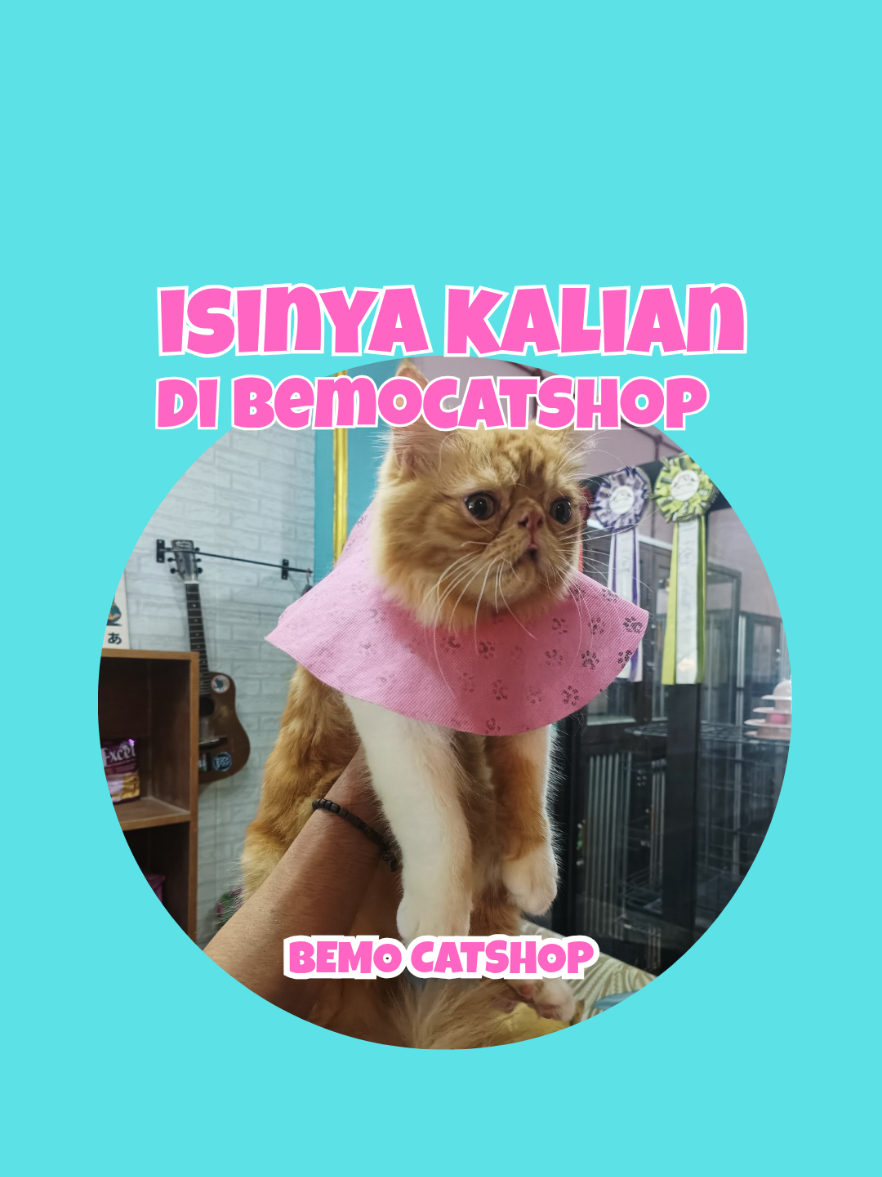 @Bemo Catshop