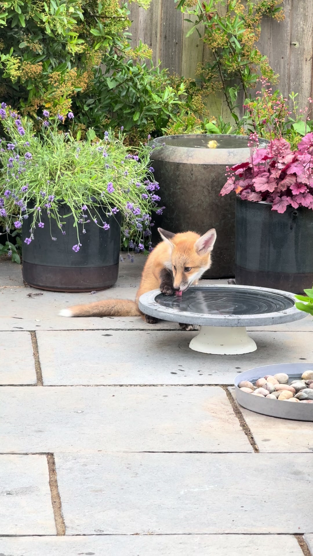 @gp_wildlife