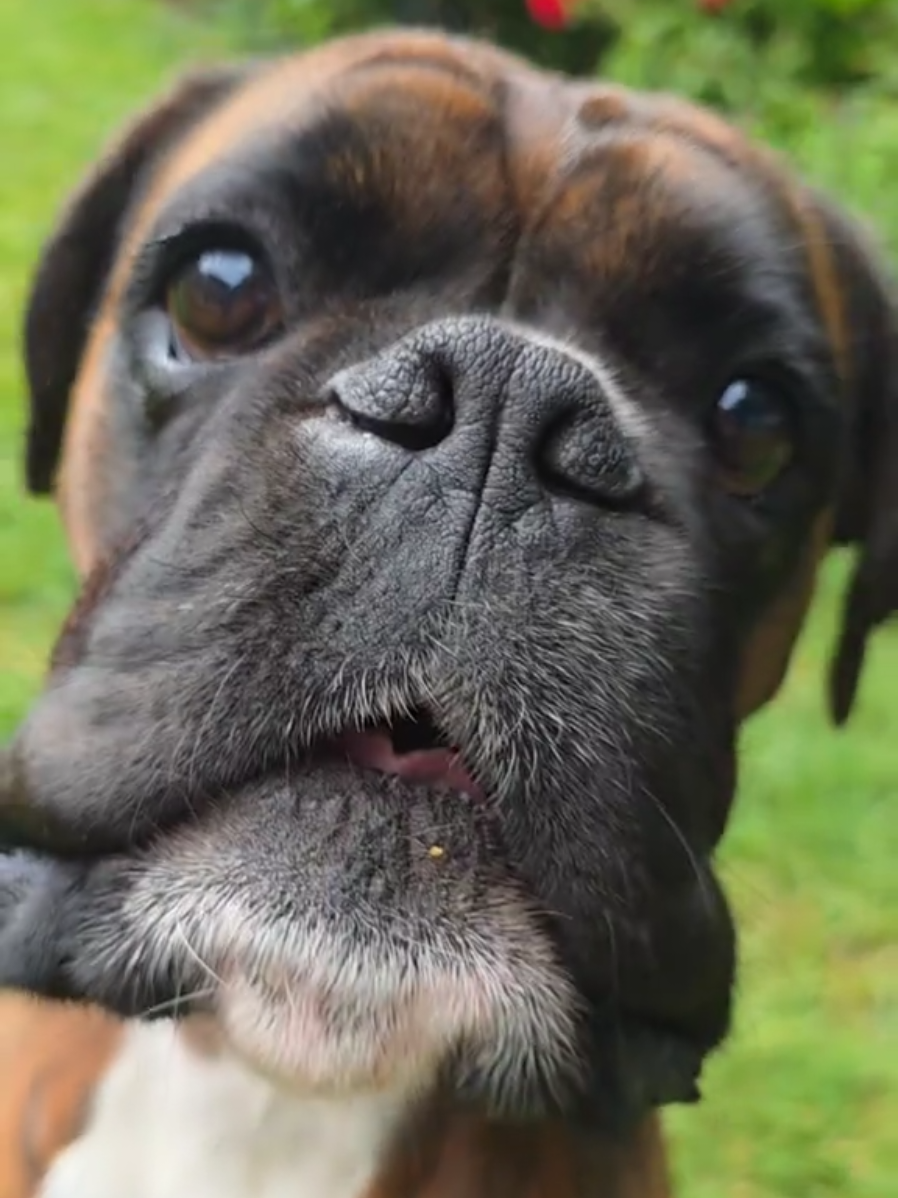 @Clive The Boxer Dog