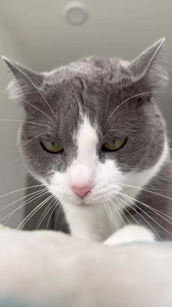 @𝐂𝐇𝐀𝐍𝐎 🦁