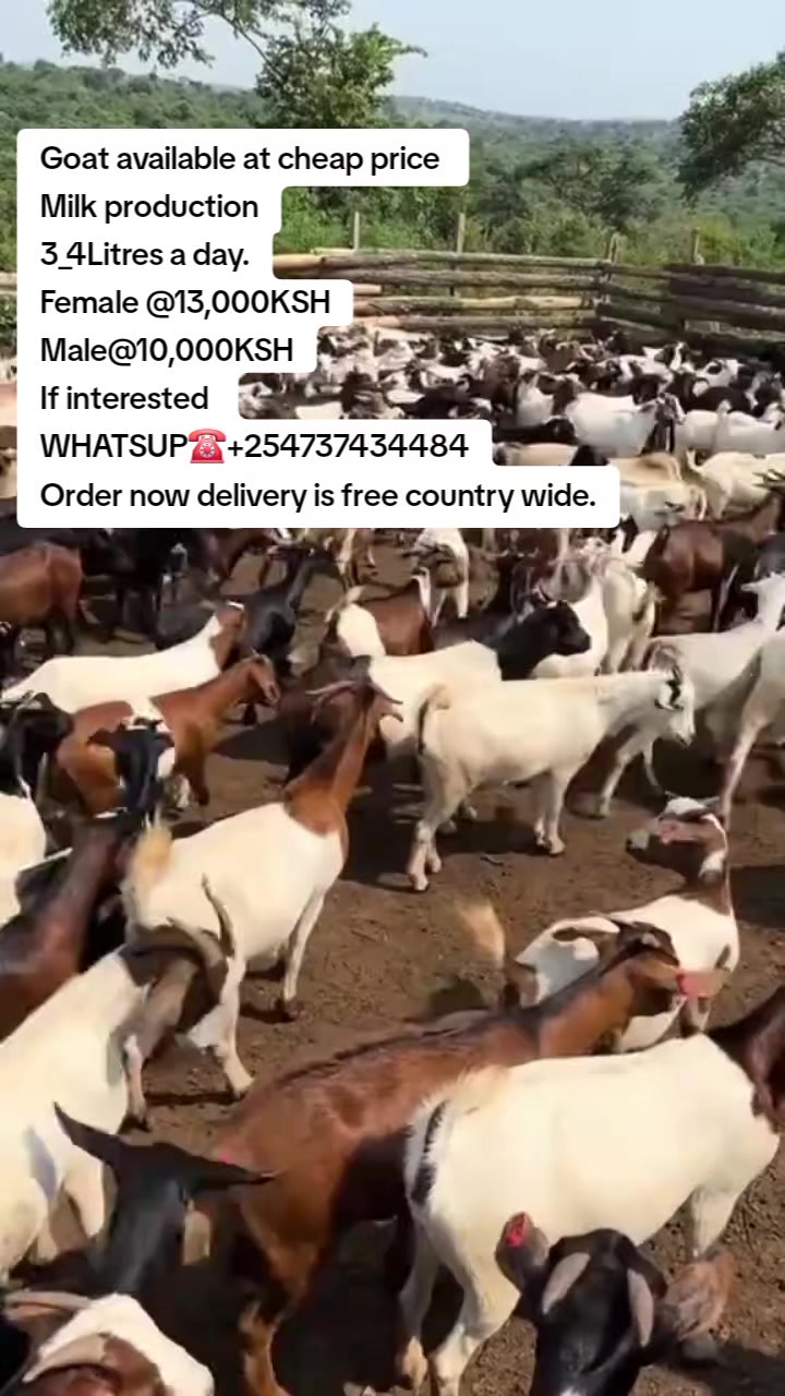 @KENYA FARM NAIVASH 0737434484