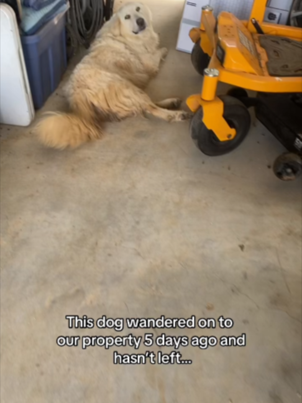 @Go Fetch