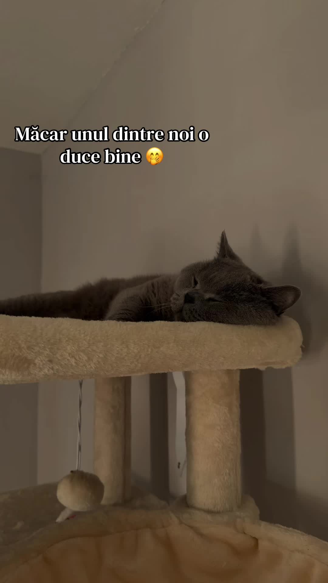 @Onofraș 🦂