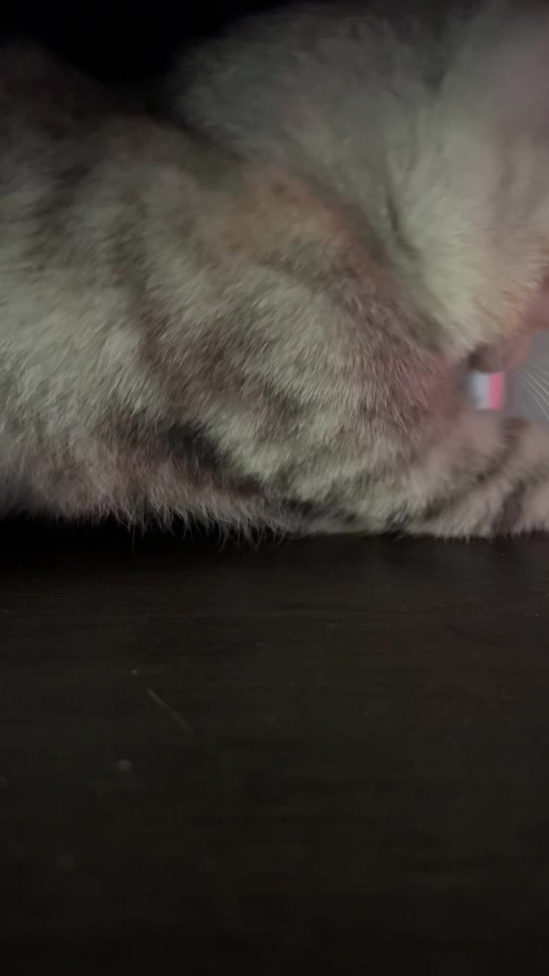 @(*>_<*)
