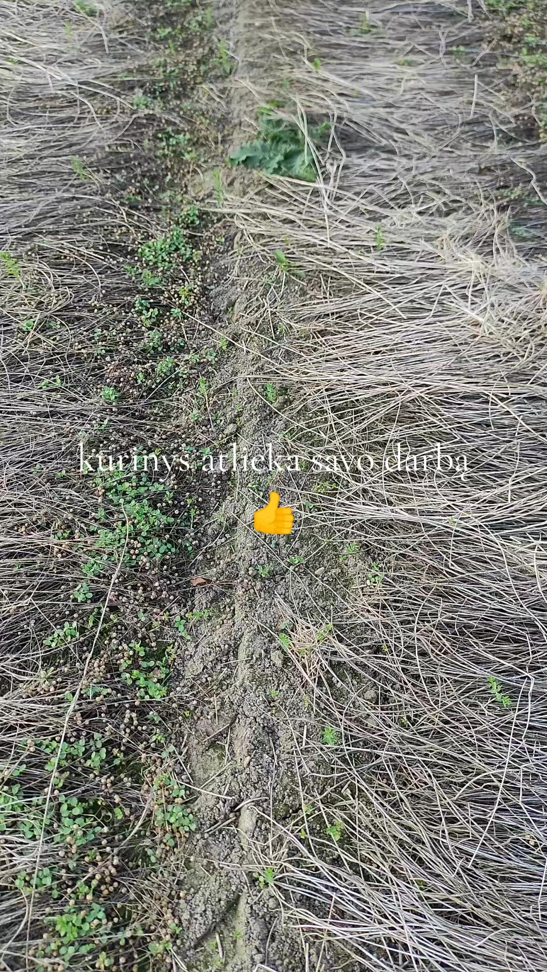 @bruklenbaunc008