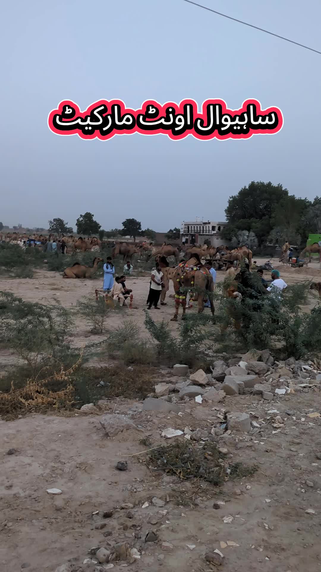 @Daily Sahiwal