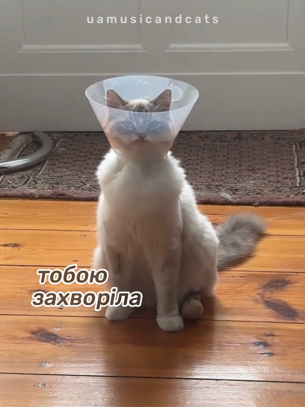@🎧 музика і котики 🐱