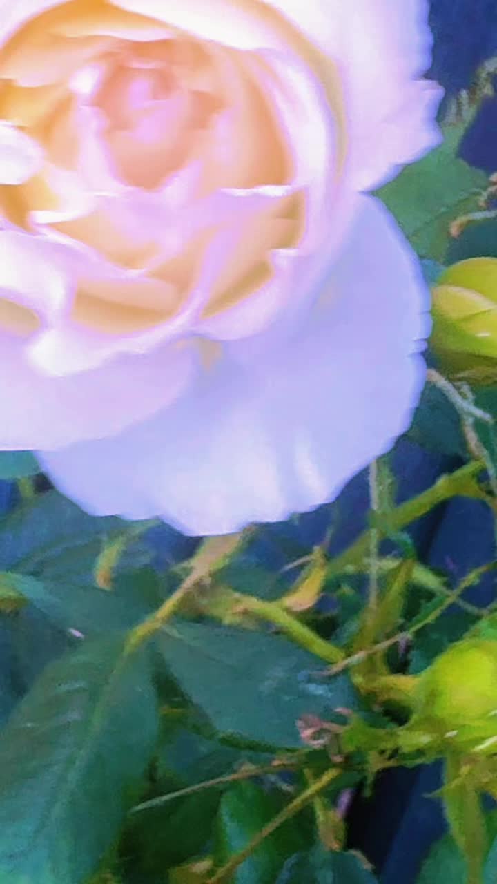 @Chaudhry Farooq