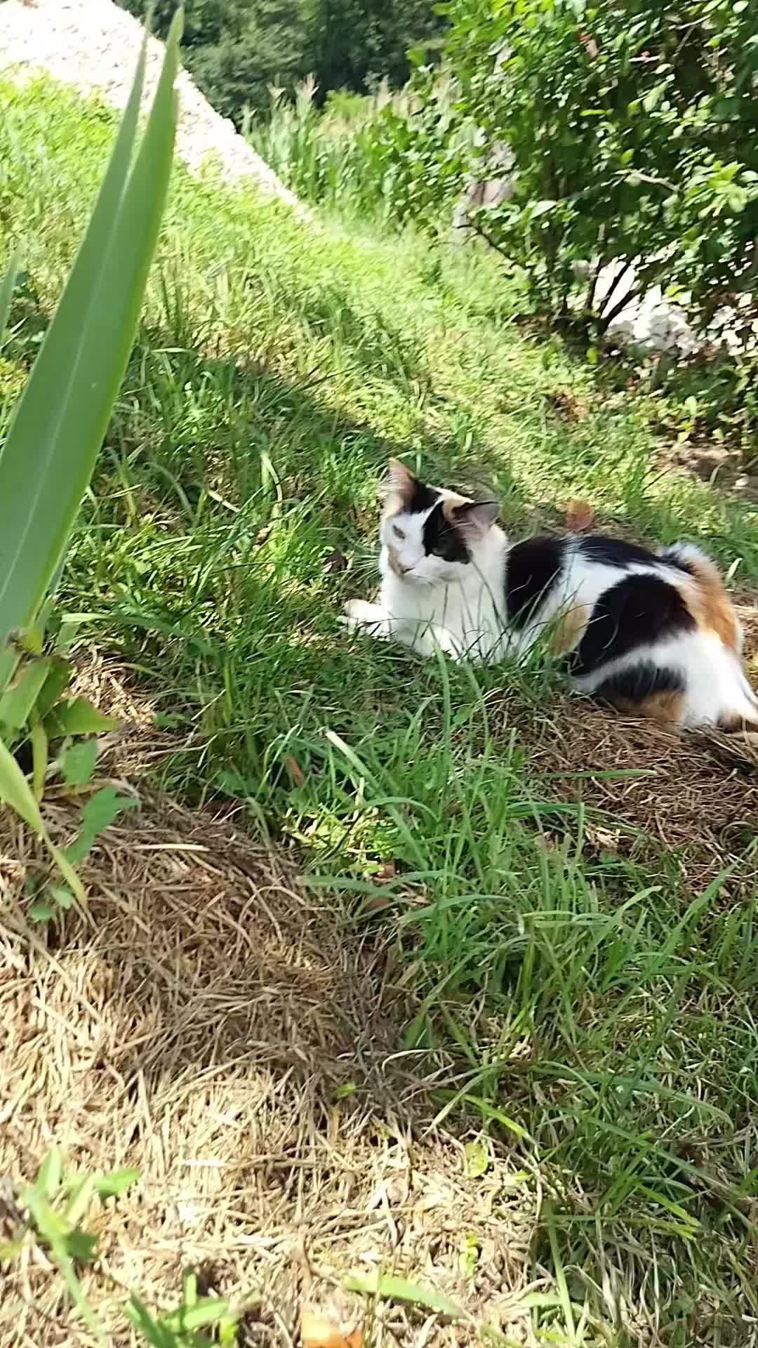 @MicroCat🐈⬛Kaya🐈⬛🩷💎