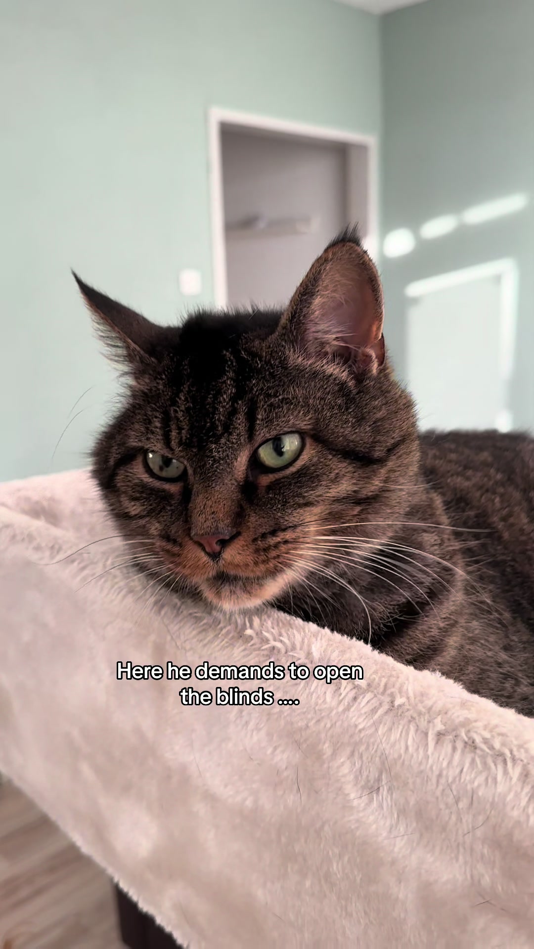 @Joep_the_ rescuecat